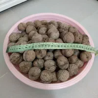 گردو درجه امسال حصار رودمعجن . بزرگ پرچرب کلی جزیی