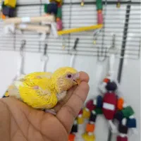 انواع پرنده معاوضه با قناری