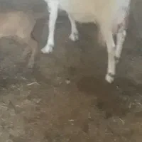 با سلام دو راس بز سانن  موقعیت بافق