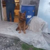 توله ژرمن|سگ|رشت, کوی قدس|دیوار