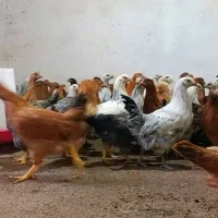 نیمچه مرغ تخمگذار نژاد گلپایگان/نزدیک به تخم|حیوانات مزرعه|کاشان, خرمدشت|دیوار