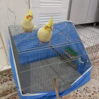 ۲تا عروس هلندی رام رام رام|پرنده|هشتگرد, هشتگرد قدیم|دیوار