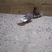 دم سفیدشیش دنگ|پرنده|قم, باسکول|دیوار