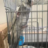 عروس هلندی مولد ‌طوطی برزیلی مولد|پرنده|گرمدره, |دیوار