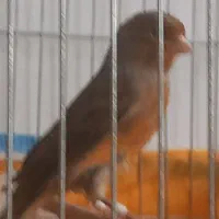 فروش دوجفت قناری