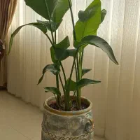 گیاه آپارتمانی مقاوم مانسترا