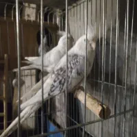 عروس هلندی آلبینو سفید ایزابلا و سفید خال خالی|پرنده|آبدانان, |دیوار