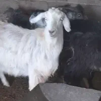 فروش ده راس کهره سبک با دوتا بز|حیوانات مزرعه|بختگان, |دیوار