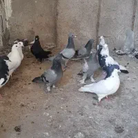 کبوتر (خرامه)|پرنده|شیراز, سعدیه شمالی|دیوار