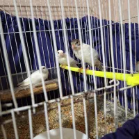 جوجه قناری رسمی