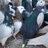 ۳۶تا کفتر پرشی ۷۲۰۰