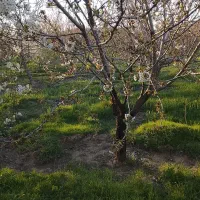باغ-باآب