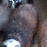 بره نر|حیوانات مزرعه|رامند, |دیوار