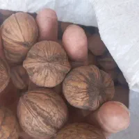 گردو|خوردنی و آشامیدنی|ایلام, |دیوار