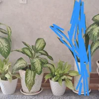 فروش چند عدد گل