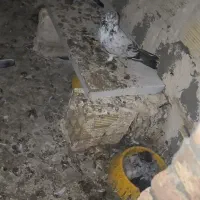 گمشده|حیوانات|پارس‌آباد, |دیوار