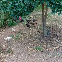 مرغ خروس