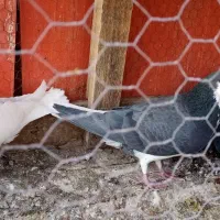 کبوترگلپنبه ای|پرنده|اصفهان, جویباره|دیوار