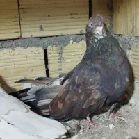 کفتر سرور نوک ریز|پرنده|نهاوند, |دیوار