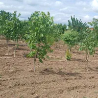 ارائه تمامی فعالیت های باغبانی و نگهداری