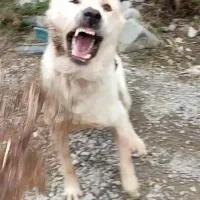 سگ افغان آلابای قهدریجانی توله و بالغ