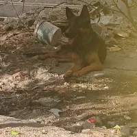 سگ اموزش دیده همه واکسن خورده