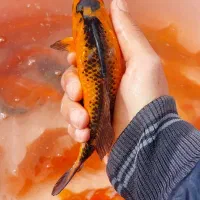 ماهی قرمز مولد آماده تخم ریزی|ماهی|اراک, |دیوار