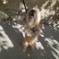 سگ شیتزو|سگ|اردبیل, |دیوار