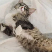 بچه گربه