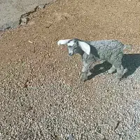 ۱راس بزغاله ۱۵۰۰