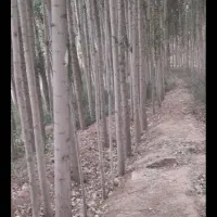 خرید و برش چوب.تیلر زدن|خدمات باغبانی و درختکاری|دورود, |دیوار