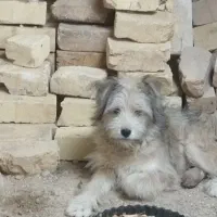 فروشی سگ باهوش 5ماهه شناسنامه دار