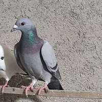 پلاکی سبز خطی.معاوضه با تهرانی سع تا