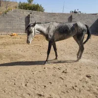 دوتا اسب ترکمن مادیان ۱۰۰ میلیون|اسب و تجهیزات اسبسواری|مشهد, شهید شهریاری|دیوار