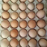 تخم مرغ محلی