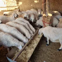 تعداد۶۰عددگوسفندبلوچی چاق وچلّه|حیوانات مزرعه|نهبندان, |دیوار