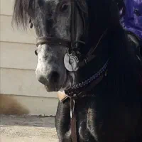 اسب نریان عرب ایرانی کوره صدراردکان
