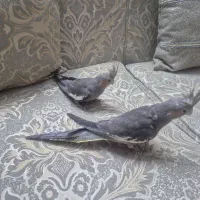 جوجه عروس هلندی