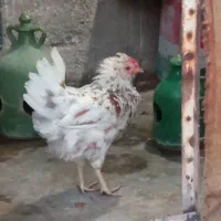 مرغ گلین
