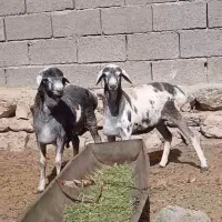 عربی بز|حیوانات مزرعه|کنگاور, |دیوار