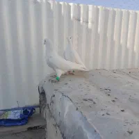 پسند شد پیام بده|پرنده|اقبالیه, |دیوار