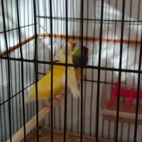 فنچ|پرنده|تبریز, |دیوار