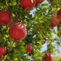 نهال انار گلو باریک محمود اباد