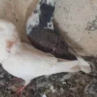 کفتر کبوتر|پرنده|خنجین, |دیوار