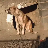 توله سراب|سگ|قوچان, |دیوار