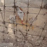 مرغ خروس