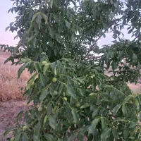 فروش-باغ-وخانه-باغ