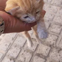واگذاری بچه گربه سه عدد