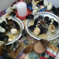 جوجه محلی عربی