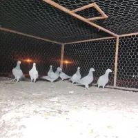 8عدد رنگ تاریک ،کفتر ،کبوتر|پرنده|رونیز, |دیوار